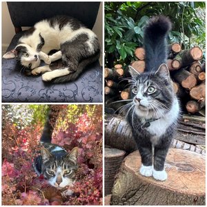 Cat collage-July 2024