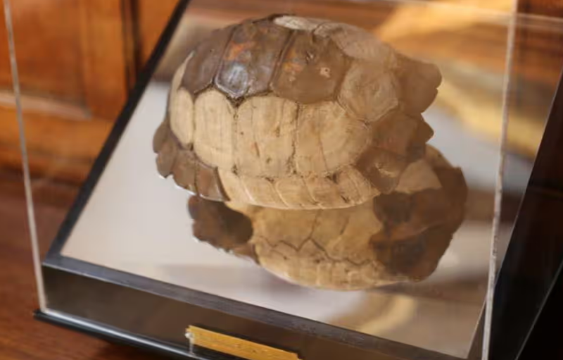 Laud&#x27;s tortoise