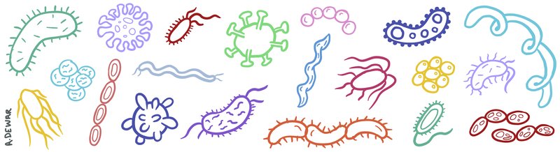 bacteria